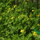 애기똥풀 이미지