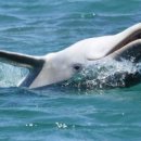 돌고래 이미지