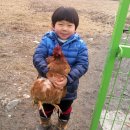 꼬꼬닭 Daum카페