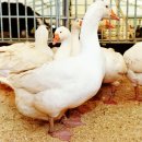 유수정농장 이미지