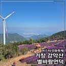 감악산 꽃별여행, 거창 가볼만한곳 아스타국화축제 방문 후기