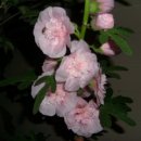 해오름팬션 이미지