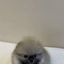 테일러퍼피 이미지