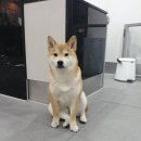 그레이 동물병원 이미지