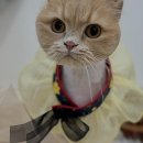 위드뚜뚜 | 반짝반짝 빛나는 우리 댕댕이 변신 스토리 아산 애견미용실 방문기