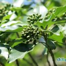 황칠&참옻 일미정 이미지