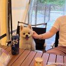 견우애견 | 광주 근교 전남 애견동반 글램핑, 러블레싱글램핑