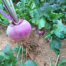 주빈농장 이미지