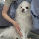 영블리 펫살롱 이미지