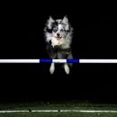 플라잉독 이미지