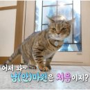 바다냥이네 이미지