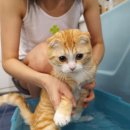 목욕하는 고양이 이미지
