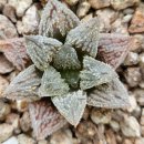 고슴도치사랑 ♡<b>엔젤</b>♡