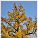 임고서원의 은행나무 이미지