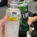 [울릉도] 울릉도 여행 마지막날 : 사동항 썬플라워크루즈로 후포항까지 (울릉자생식물원)