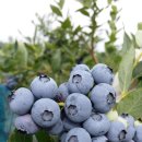 선주농장 이미지