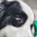 리틀포우 이미지