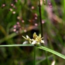 방동사니대가리 | 방동산이대가리 Bang-dong-sa-ni-dae-ga-ri Cyperus sanguinolentus Vahl 이미지