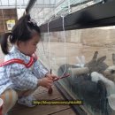 알파카 소풍 펜션 | *묘니H* 홍천 알파카월드+알파카소풍펜션 후기/세살 딸 신나게 논 안성맞춤 1박2일♡