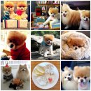 귀여운 강아지 이미지