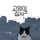 꿈꾸는 고양이 이미지