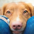 세바코리아 이미지