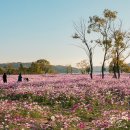 탑정호가 이미지