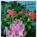 T.F BOXING GYM 이미지