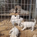 하룻강아지 이미지