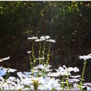 옥정호구절초테마공원 이미지