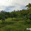 숲속호두 이미지