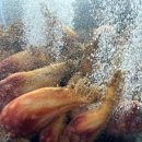 해물포차 이미지