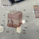 성남피부관리 신구대피부관리 물광 옥타 &#39;뷰티피아트&#39;