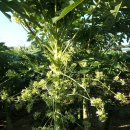 그린몽키 이미지