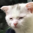 북구반점 네이버블로그