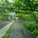 성립농장 이미지