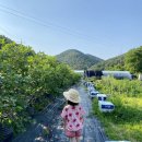 안평농장 이미지