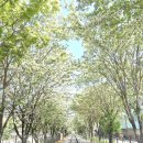 대술 이팝나무길 | 전주 축제/가볼만한곳, 2026 전주 이팝나무 축제 완벽 가이드, 팔복동 철길 개방 일정, 꿀팁