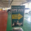 부산 애견카페 대형견 부산애견운동장 스포독 방문후기