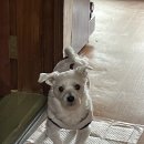 둘리세탁소 이미지