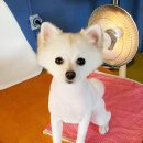 펫더스타일 이미지