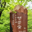천상의 화원 곰배령 야생화의 천국 비 오는 날 보석 같은 트레킹