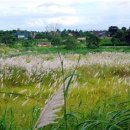 에이스필 이미지