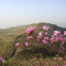 가회면_둔내리(배출하우스) | 황매산 철쭉축제, 10만 원대로도 다녀올 수 있을까요?