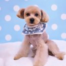 하이멍 애견미용 | 정발산애견미용 하이멍에서 예뻐졌어요