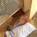 황금마차 이미지