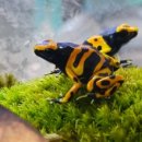 와우펫앤쥬 대구점 이미지