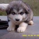 복슬 강아지 이미지