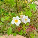 송시마을체험장 | 포항 애견동반여행 장기유배문화체험촌 대형견 다견가정 모두 OK