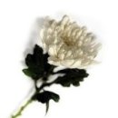 단원병원뒤 이미지